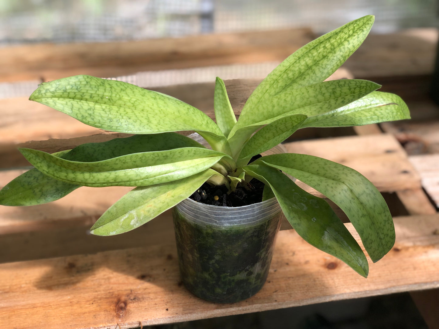 Paphiopedilum Yosemite Moon Ch #1 x Paphiopedilum St LC