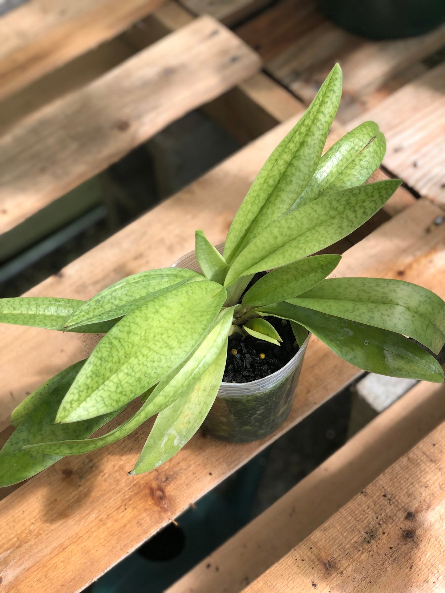 Paphiopedilum Yosemite Moon Ch #1 x Paphiopedilum St LC