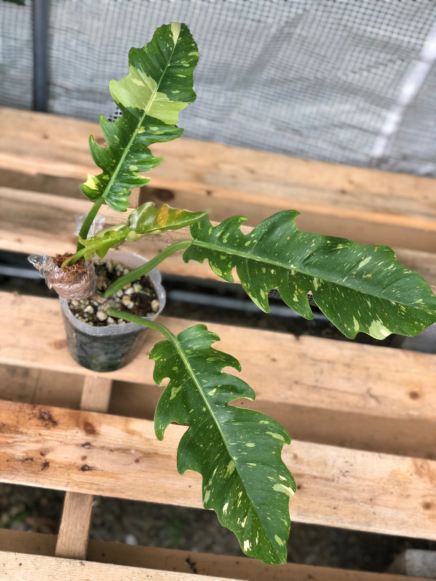 Philodendron Ring of Fire