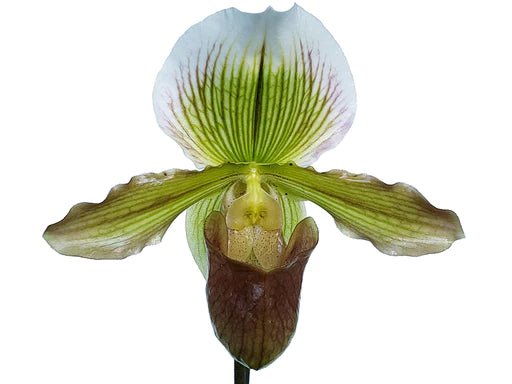 Paphiopedilum Yosemite Moon Ch #1 x Paphiopedilum St LC