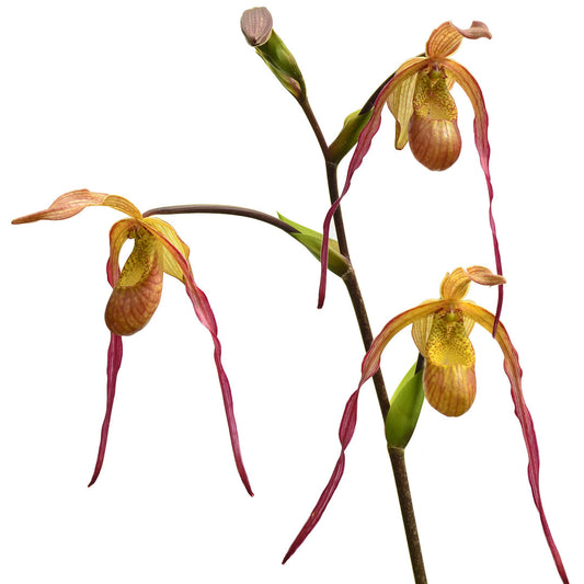 Phragmipedium Geralda